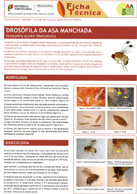 Imagem de drosofila asa manc