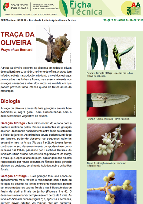 Imagem de tracadaOliv