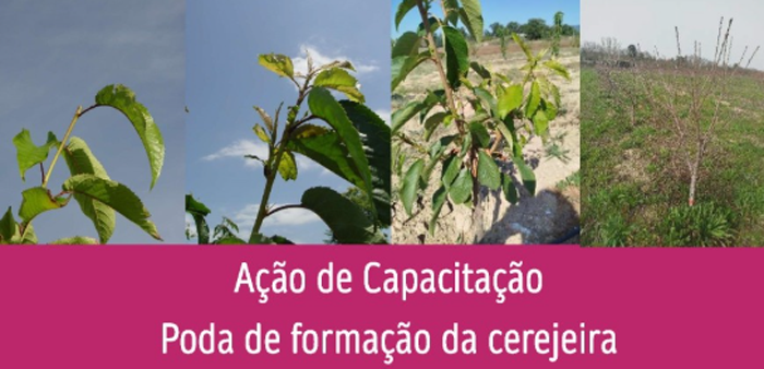Imagem de capacitacaocerej
