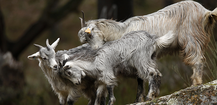Imagem de cabra serranadest
