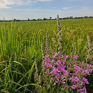 Imagem de Arroz Mondego300