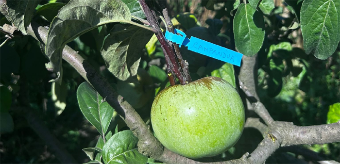 Imagem de maca-