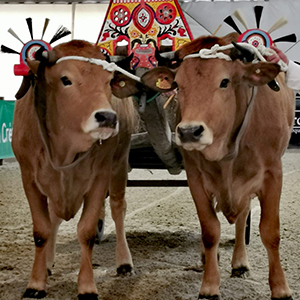 Imagem de vacas300